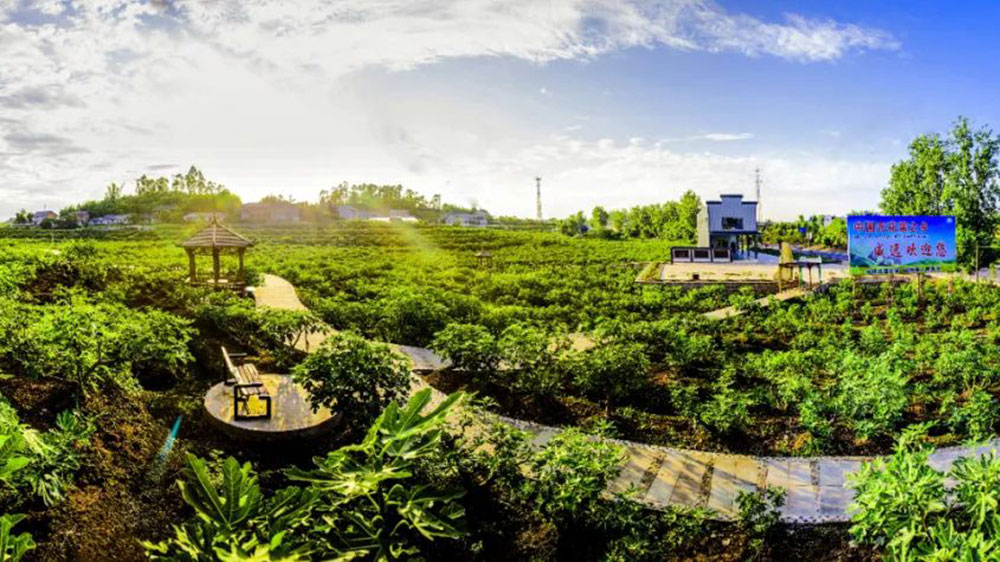 威遠(yuǎn)無花果產(chǎn)業(yè)基地 威遠(yuǎn)無花果產(chǎn)業(yè)基地.jpg