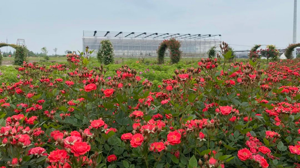 上海：青浦區(qū)首屆夏陽玫瑰文化旅游節(jié)即將舉行，進(jìn)一步推動商文旅體農(nóng)聯(lián)動發(fā)展！