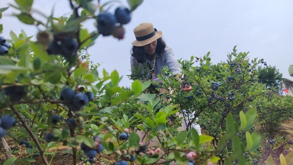 安徽：郎溪縣2024藍(lán)莓文化旅游節(jié)正式開(kāi)幕，加快推進(jìn)農(nóng)村一、二、三產(chǎn)業(yè)融合發(fā)展！